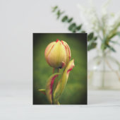Een ontluikende tulp briefkaart (Staand voorkant)