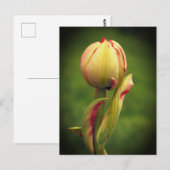 Een ontluikende tulp briefkaart (Voorkant / Achterkant)