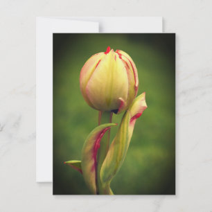 Een ontluikende tulp briefkaart