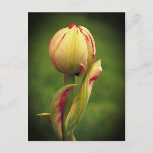 Een ontluikende tulp briefkaart (Voorkant)