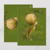 Een ontluikende tulp briefkaart (Voorkant / Achterkant)