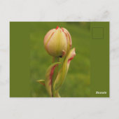 Een ontluikende tulp briefkaart (Achterkant)