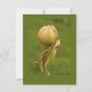 Een ontluikende tulp briefkaart