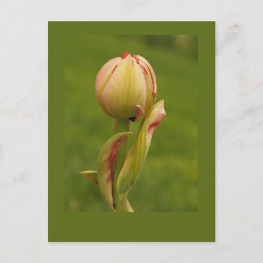 Een ontluikende tulp briefkaart (Voorkant)