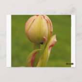 Een ontluikende tulp briefkaart (Achterkant)