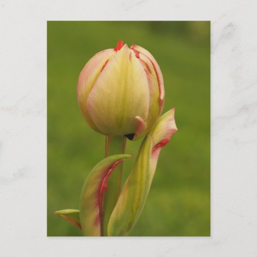 Een ontluikende tulp briefkaart (Voorkant)