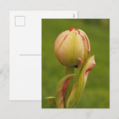 Een ontluikende tulp feestdagenkaart (Voorkant / Achterkant)