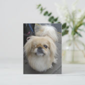 een ooghond briefkaart (Staand voorkant)