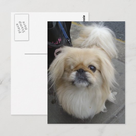 een ooghond briefkaart (Voorkant / Achterkant)