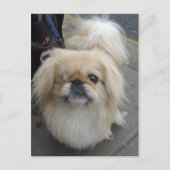 een ooghond briefkaart (Voorkant)