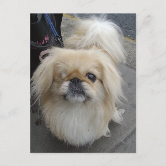 een ooghond briefkaart (Voorkant)