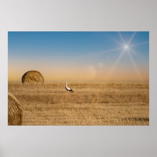 Een ooievaar  poster (Voorkant)