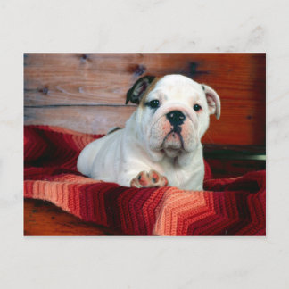 Een op z'n gemak Lade, het Puppy van de Buldog Briefkaart