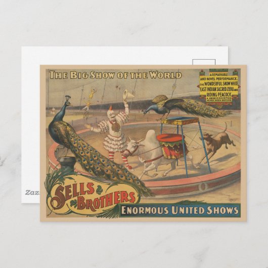 Een optredende zebu en pauw met clown trainer briefkaart (Voorkant / Achterkant)