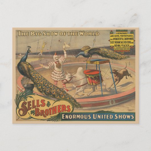 Een optredende zebu en pauw met clown trainer briefkaart (Voorkant)