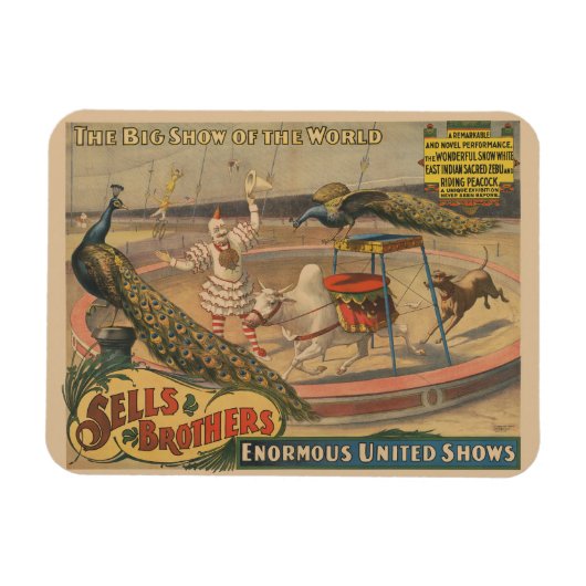 Een optredende zebu en pauw met clown trainer magneet (Horizontaal)