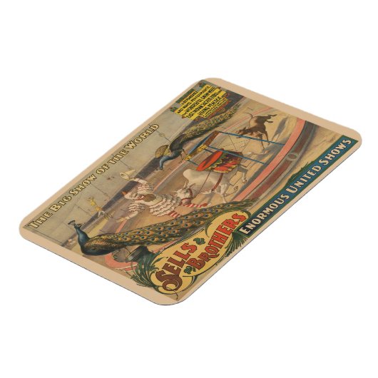 Een optredende zebu en pauw met clown trainer magneet (Linkerzijde)