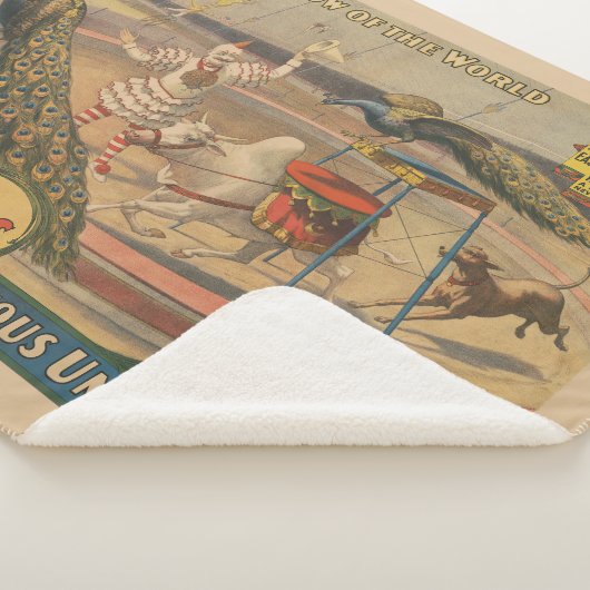 Een optredende zebu en pauw met clown trainer sherpa deken (3/4)