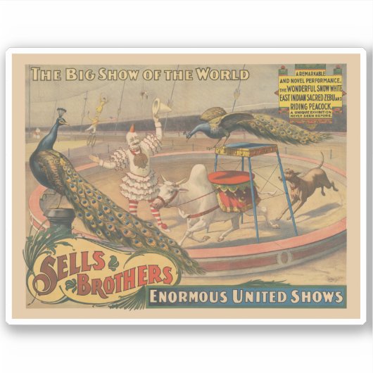 Een optredende zebu en pauw met clown trainer sticker (Voorkant)