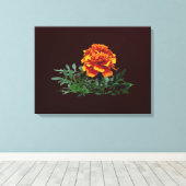 Een Oranje goudsbloem met gele tips Canvas Afdruk (Insitu (Houten vloer))