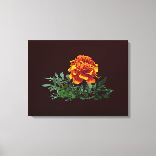 Een Oranje goudsbloem met gele tips Canvas Afdruk (Voorkant)