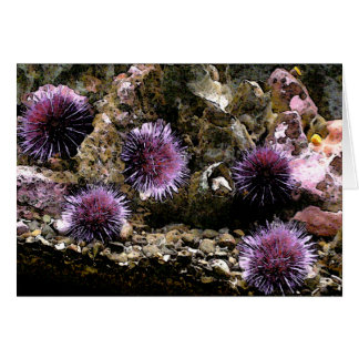 Een orde van Urchins