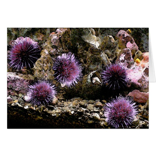 Een orde van Urchins (Voorkant Horizontaal)