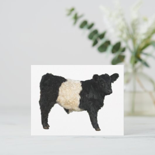 Een Oreo fancy? Belted Galloway Koe Briefkaart (Staand voorkant)