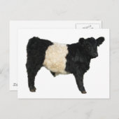 Een Oreo fancy? Belted Galloway Koe Briefkaart (Voorkant / Achterkant)