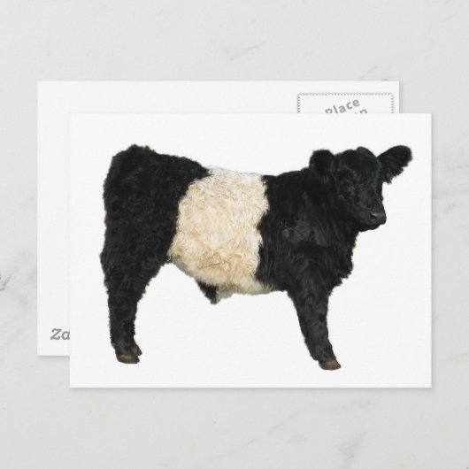 Een Oreo fancy? Belted Galloway Koe Briefkaart (Voorkant / Achterkant)