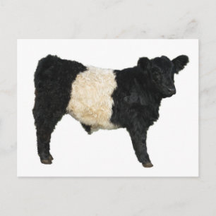 Een Oreo fancy? Belted Galloway Koe Briefkaart