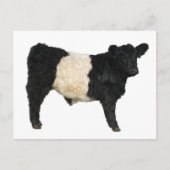 Een Oreo fancy? Belted Galloway Koe Briefkaart (Voorkant)