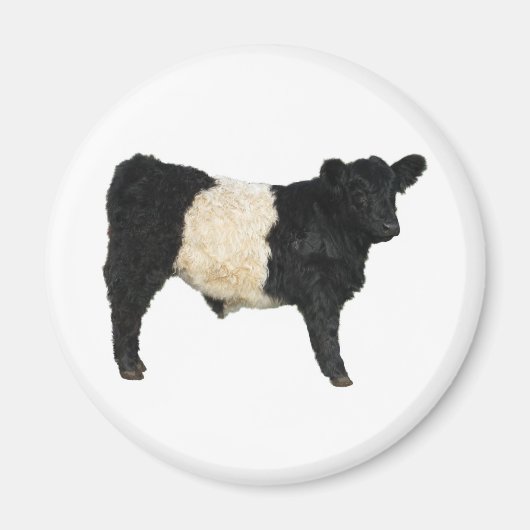 Een Oreo fancy? Belted Galloway Koe Magneet (Voorkant)