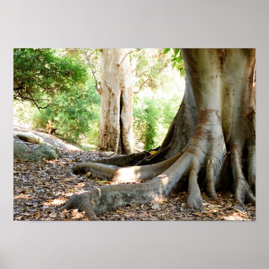 Een oude grote boom poster (Voorkant)