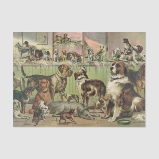 Een overvloed aan gifpapier voor honden tissuepapier (Voorkant)