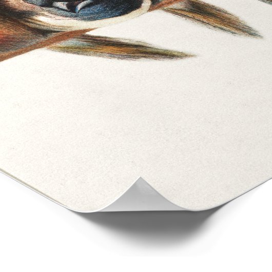 Een overzicht van de  finch van vogels, 1880 (Hoek)