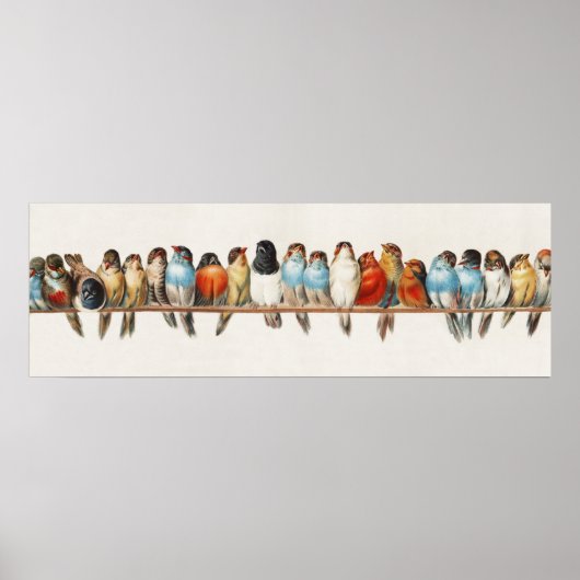 Een overzicht van de  finch van vogels, 1880 (Voorkant)