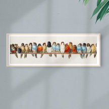 Een overzicht van de  finch van vogels, 1880