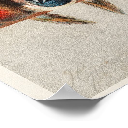 Een overzicht van de vogelstand  illustratie (Hoek)