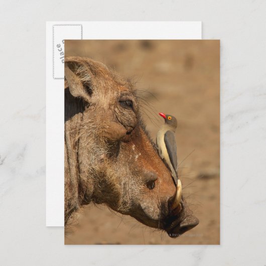 Een Oxpecker op een warthogs snuit, Isimangaliso, Briefkaart (Voorkant / Achterkant)