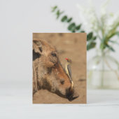 Een Oxpecker op een warthogs snuit, Isimangaliso, Briefkaart (Staand voorkant)