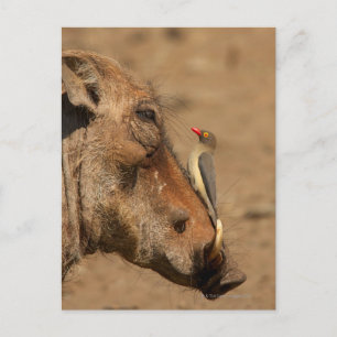 Een Oxpecker op een warthogs snuit, Isimangaliso, Briefkaart