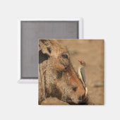 Een Oxpecker op een warthogs snuit, Isimangaliso, Magneet (Voorkant / Achterkant)