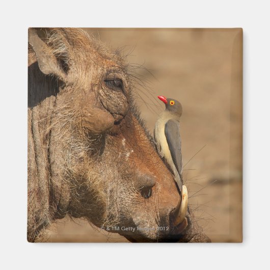 Een Oxpecker op een warthogs snuit, Isimangaliso, Magneet (Voorkant)