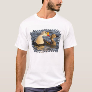 Een paar baltsende koningseiders in een toendra vi t-shirt