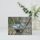 Een paar Blue Jays bij het voederstation luisteren Briefkaart (Staand voorkant)