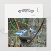 Een paar Blue Jays bij het voederstation luisteren Briefkaart (Voorkant / Achterkant)