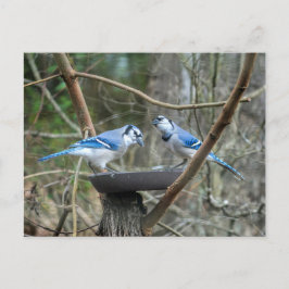 Een paar Blue Jays bij het voederstation luisteren Briefkaart