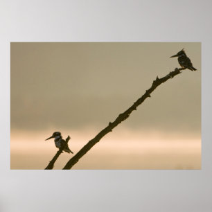 Een paar bonte ijsvogels (Ceryle Rudis) Poster