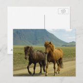 Een paar bruine IJslandse pony's Briefkaart (Voorkant / Achterkant)